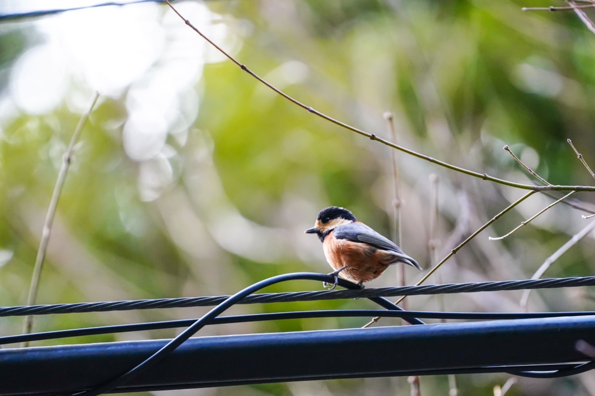 Photo of Varied Tit at 油山市民の森 by 巻貝