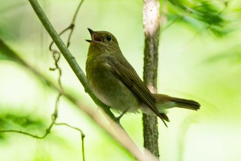 Sat, 6/15/2024 Birding report at Hayatogawa Forest Road