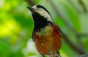 Sun, 6/16/2024 Birding report at 大阪府吹田市 山田西公園