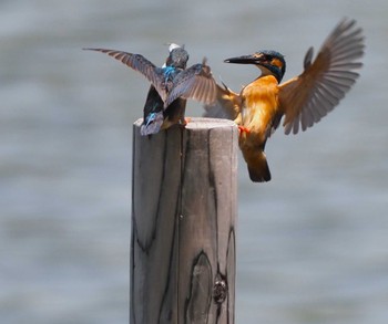 カワセミ 東京港野鳥公園 2024年6月15日(土)