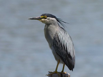 ササゴイ 東京港野鳥公園 2024年6月15日(土)