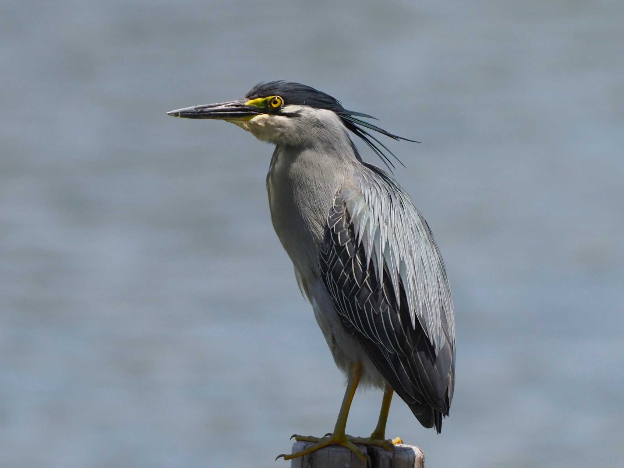 東京港野鳥公園 ササゴイの写真 by でこまる