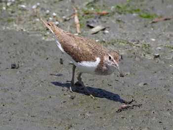 イソシギ 東京港野鳥公園 2024年6月15日(土)