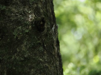 2024年6月1日(土) 戦場ヶ原の野鳥観察記録