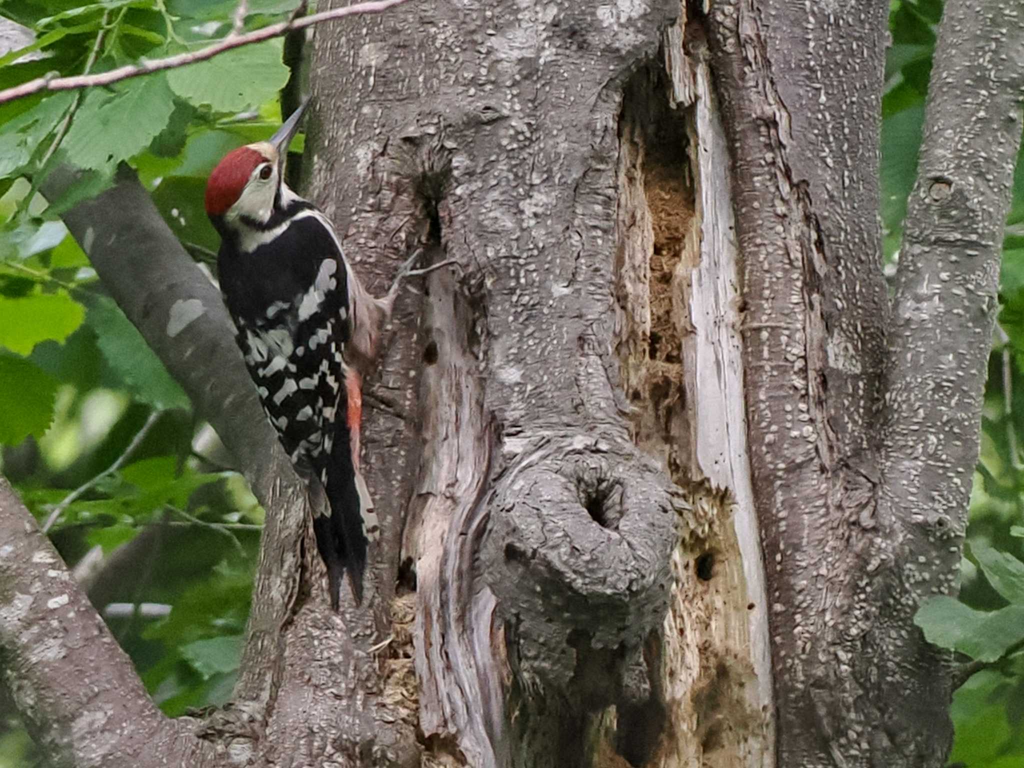 White-backed Woodpecker(subcirris)