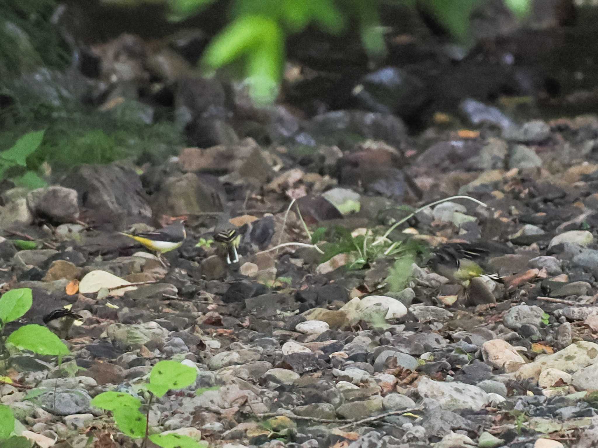 Grey Wagtail