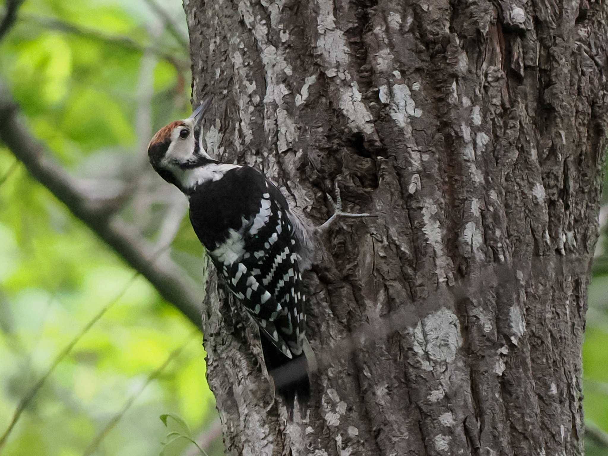 White-backed Woodpecker(subcirris)