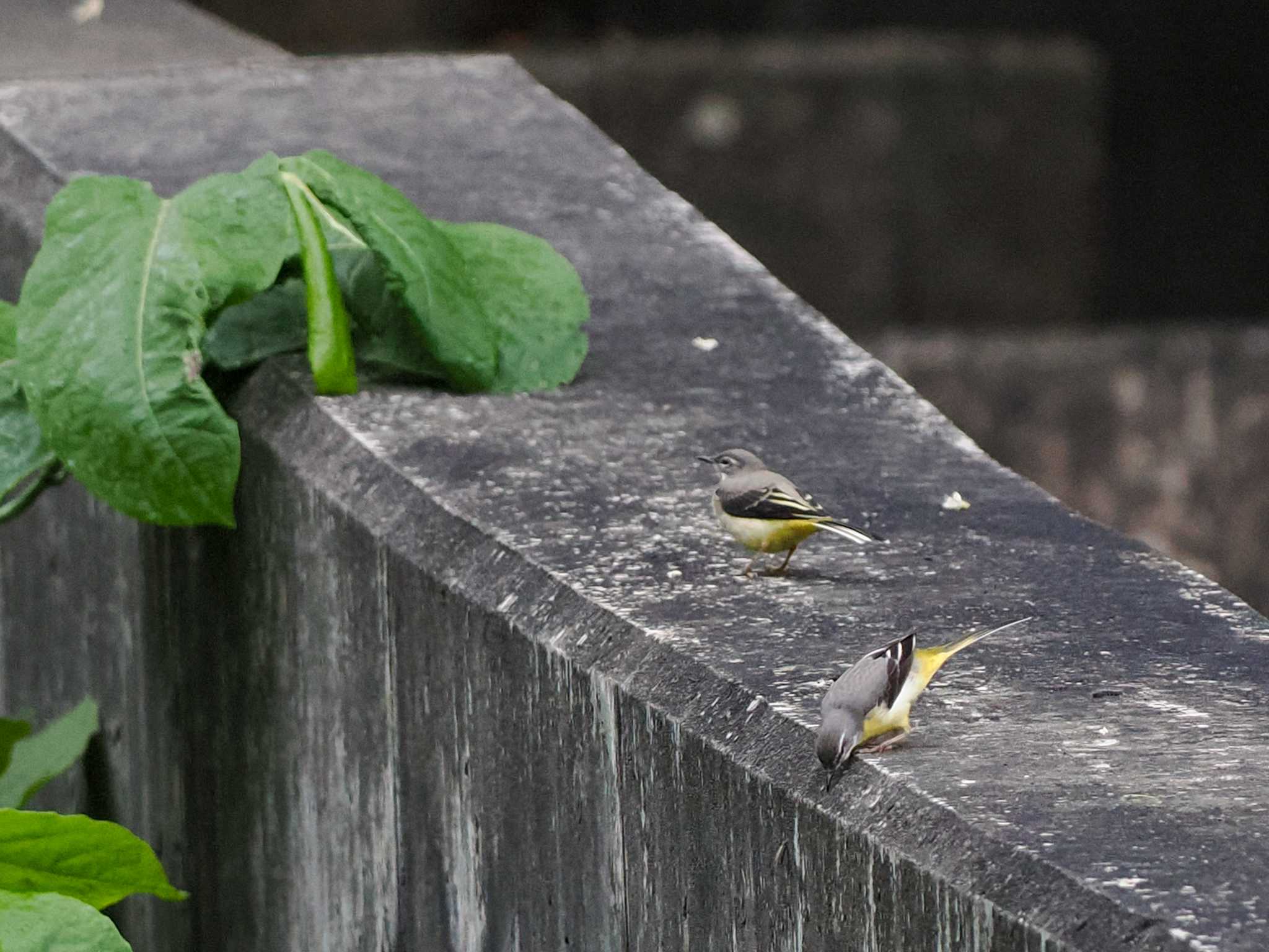 Grey Wagtail