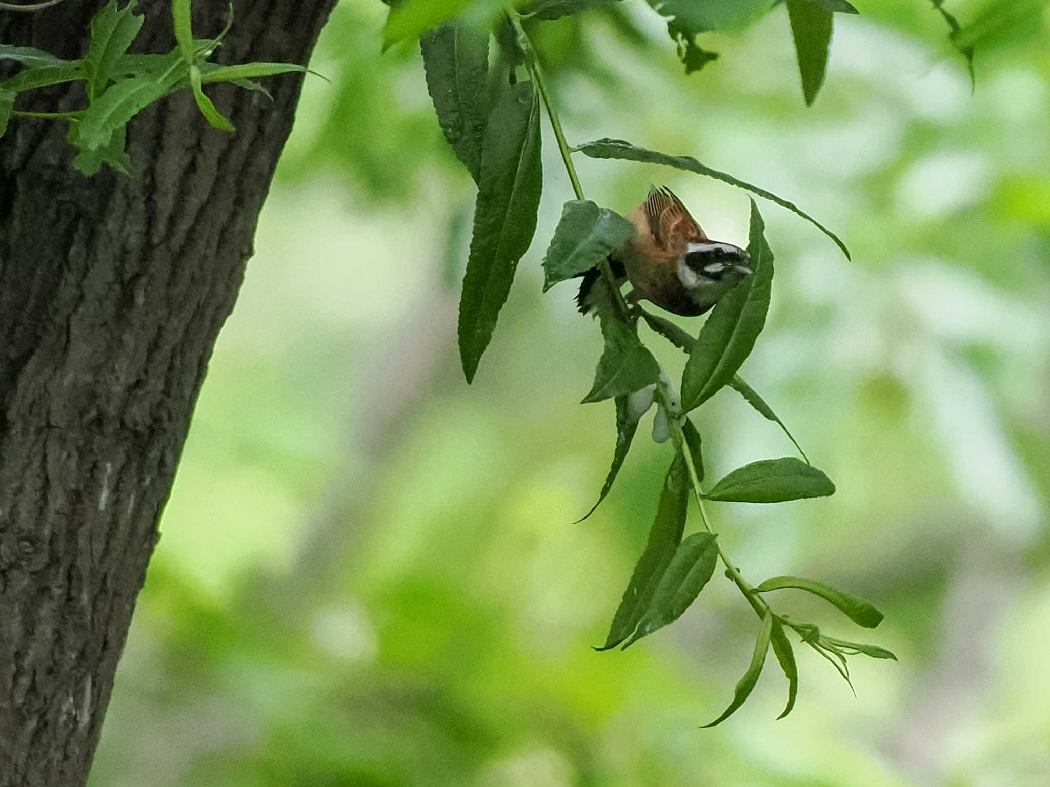 Meadow Bunting