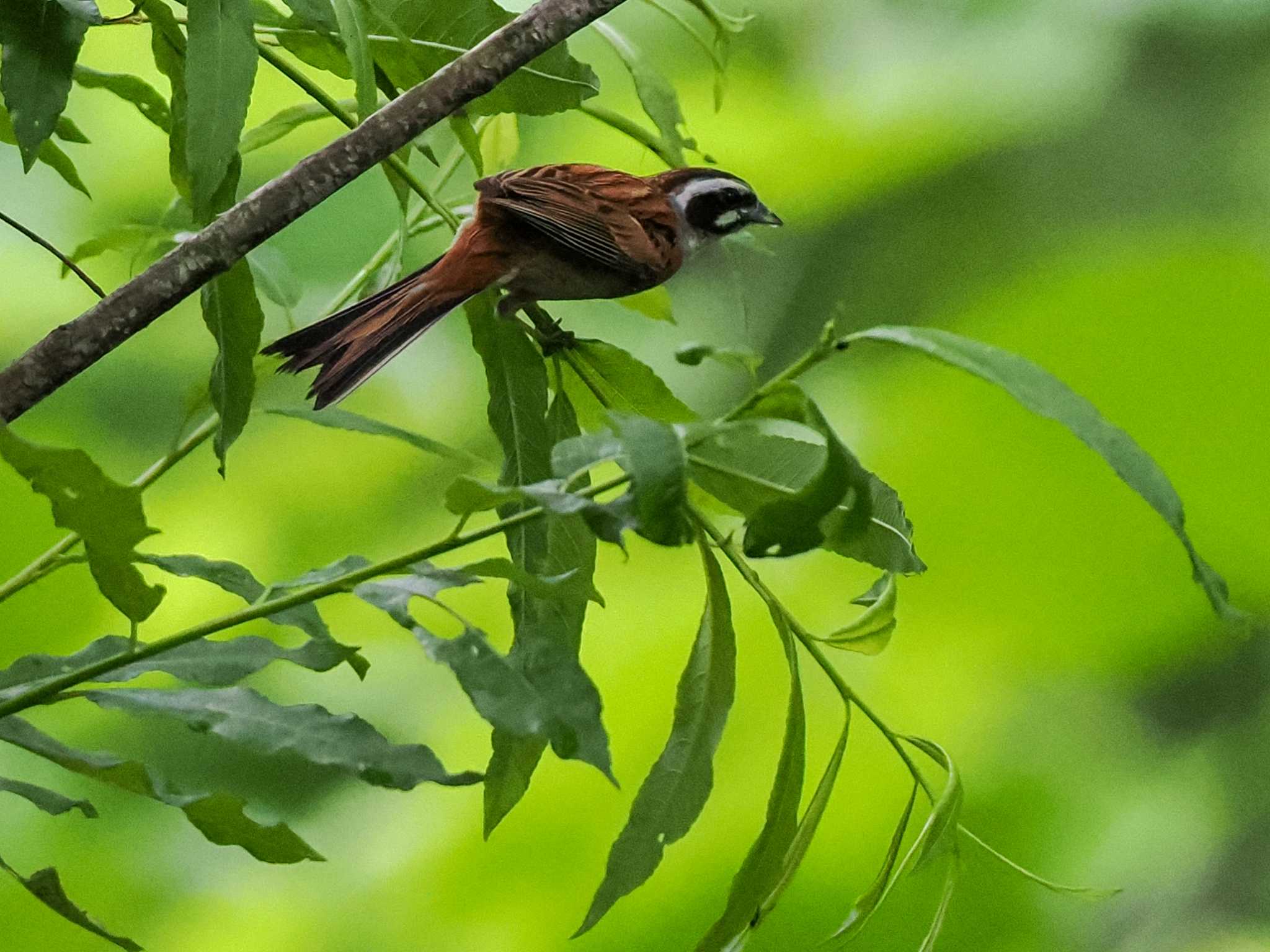 Meadow Bunting