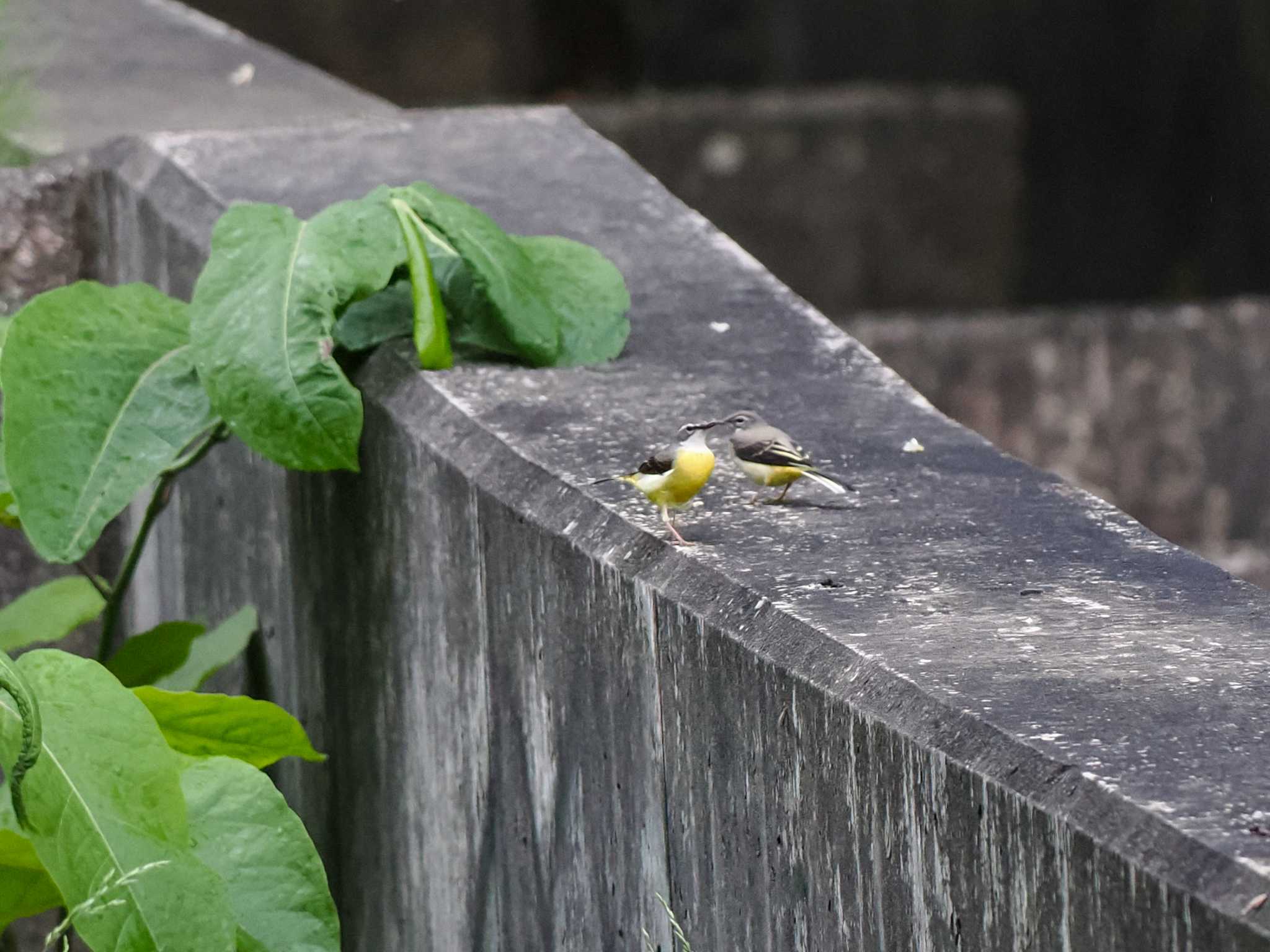 Grey Wagtail