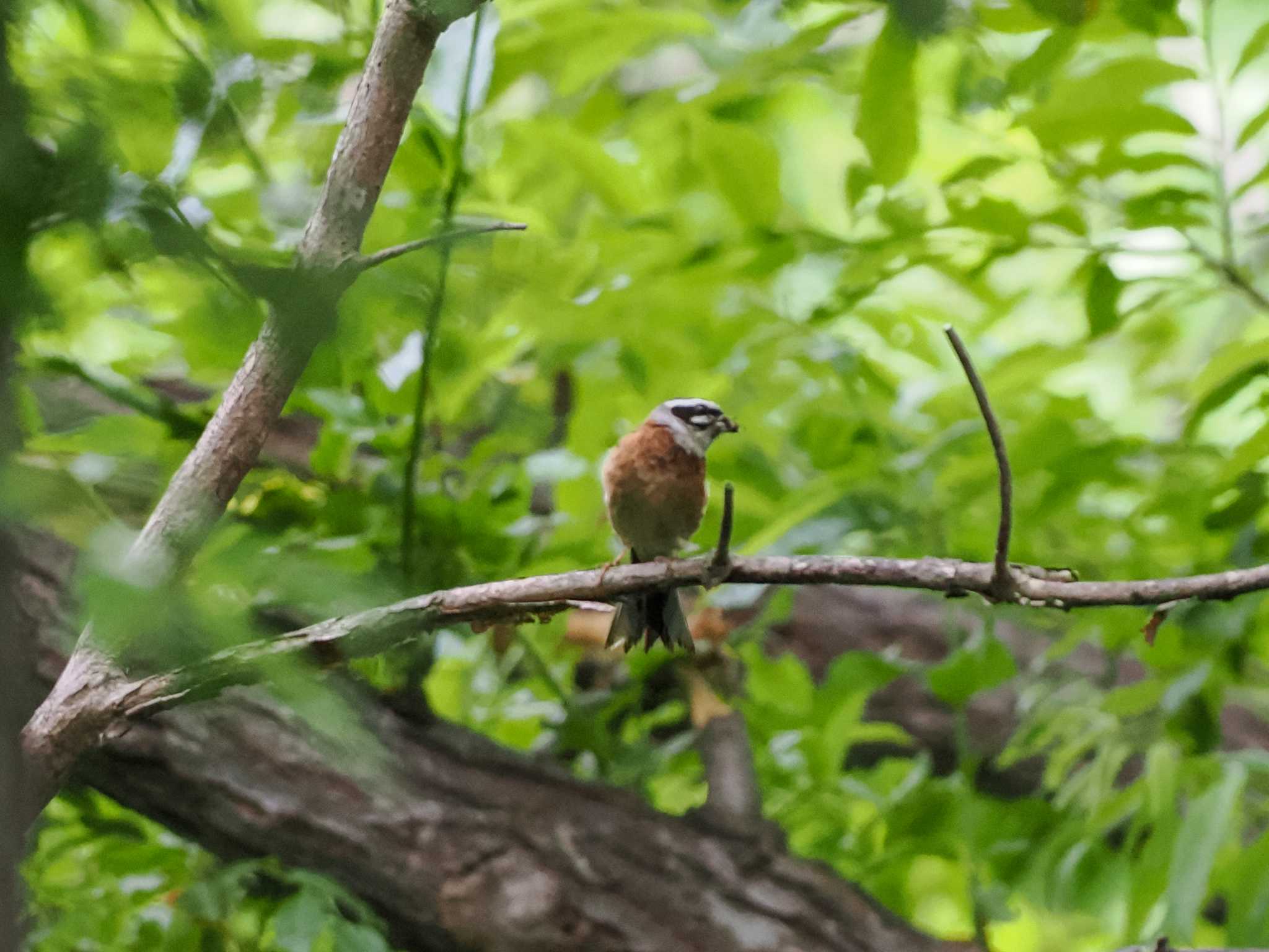 Meadow Bunting