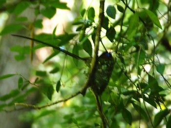 サンコウチョウ 森戸川源流 2024年6月16日(日)