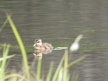 2024年6月16日(日) 明治神宮北池の野鳥観察記録