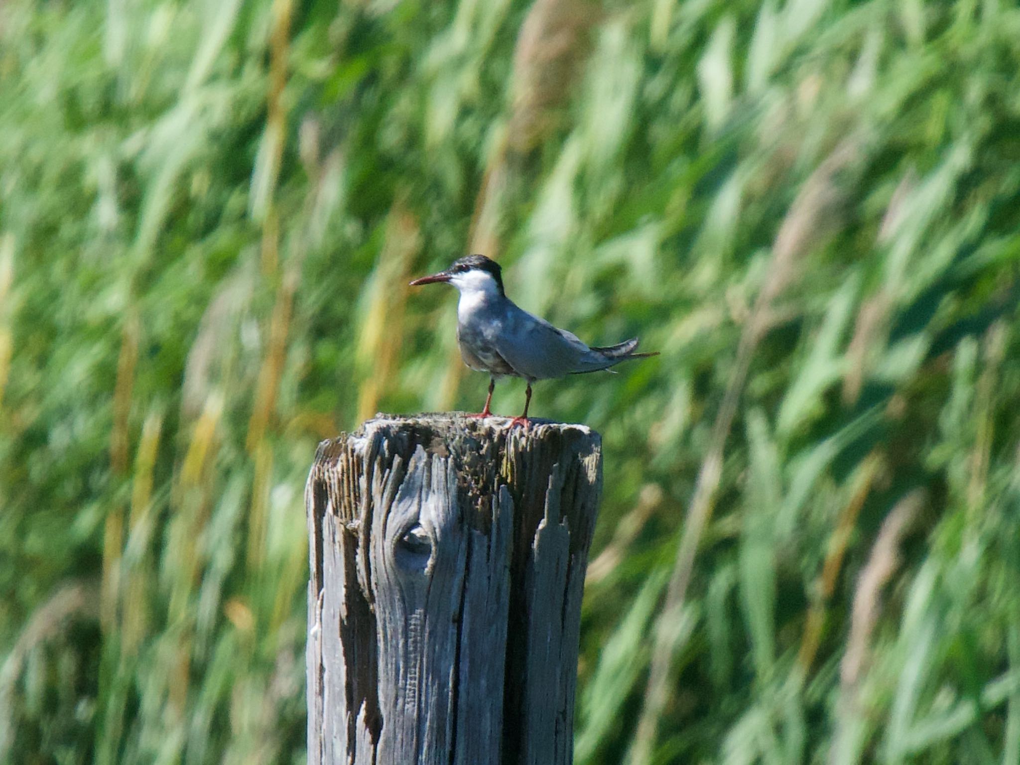 Whiskered Tern