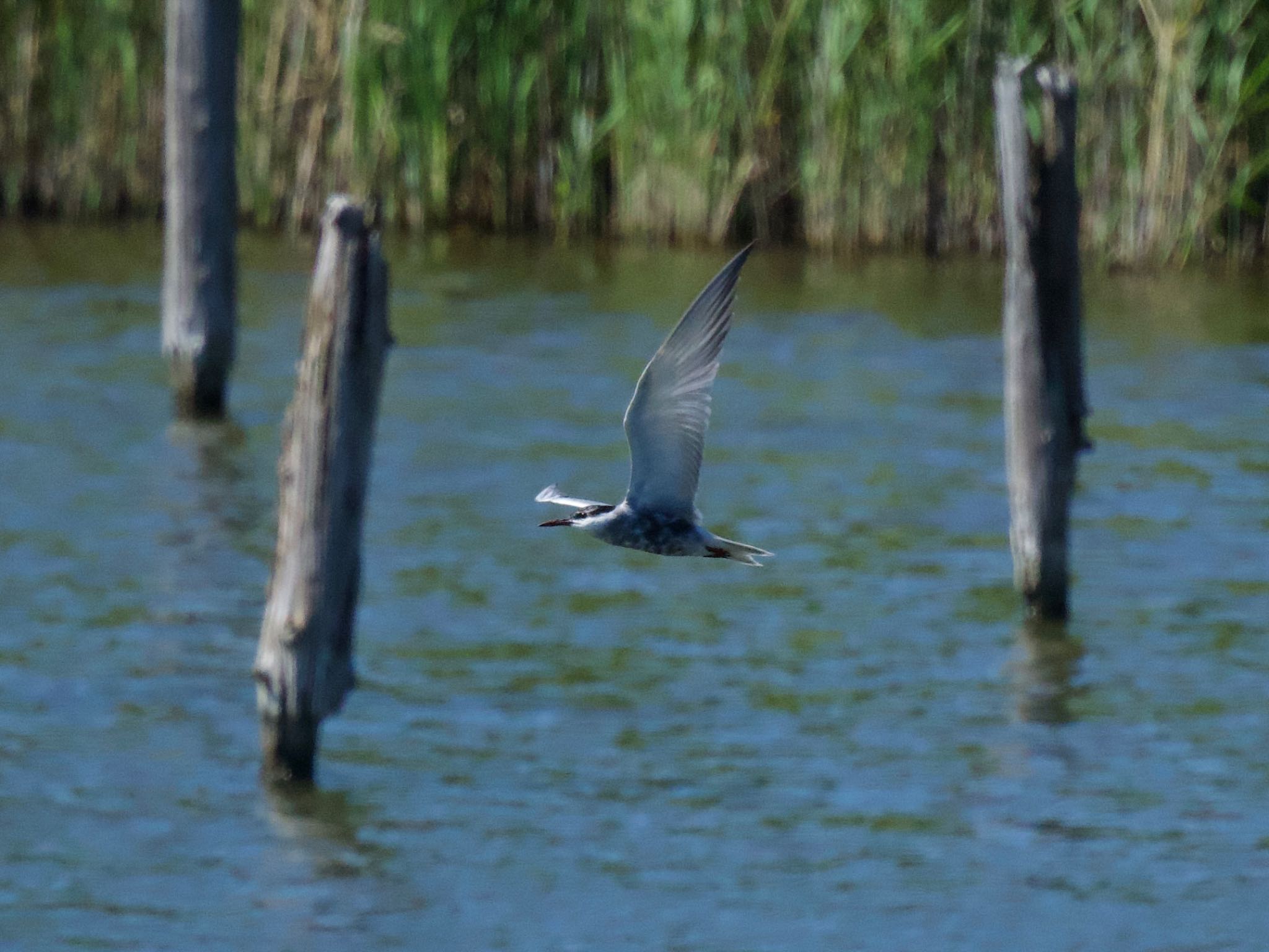 Whiskered Tern