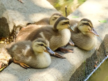 カルガモ 葛西臨海公園 2024年6月16日(日)