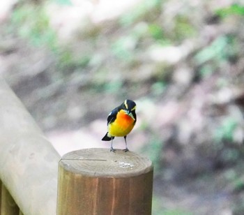 Sat, 6/8/2024 Birding report at Miharashi Park(Hakodate)