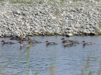 Sun, 6/9/2024 Birding report at 北海道帯広市