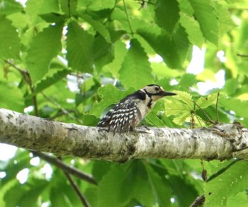 Sun, 6/9/2024 Birding report at 函館市 市民の森