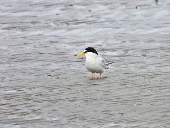 2024年5月25日(土) ふなばし三番瀬海浜公園の野鳥観察記録