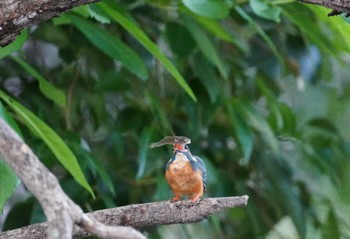 2024年6月15日(土) 大阪府の野鳥観察記録