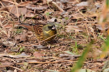 カワラヒワ 大麻生野鳥の森公園 2019年1月6日(日)