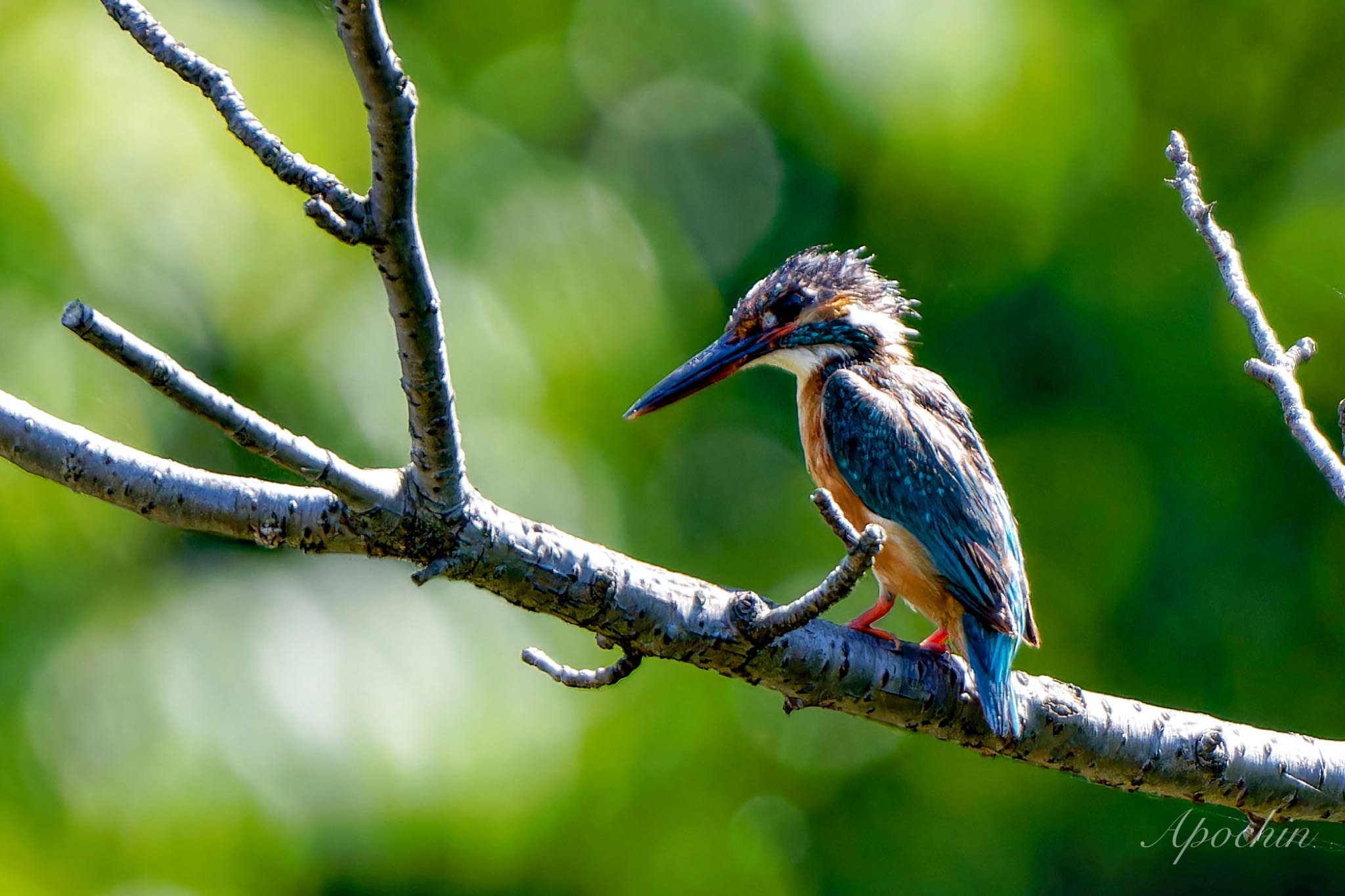 Common Kingfisher