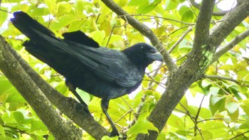 Sat, 6/15/2024 Birding report at 大和民俗公園