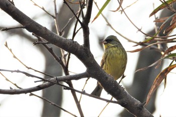 アオジ 大麻生野鳥の森公園 2019年1月6日(日)