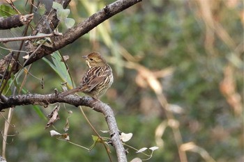 アオジ 大麻生野鳥の森公園 2019年1月6日(日)