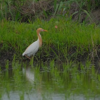 Eastern Cattle Egret 越谷サギコロニー Sun, 6/2/2024