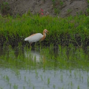 Eastern Cattle Egret 越谷サギコロニー Sun, 6/2/2024