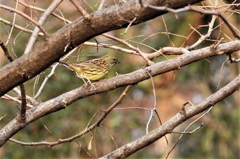 アオジ 大麻生野鳥の森公園 2019年1月6日(日)