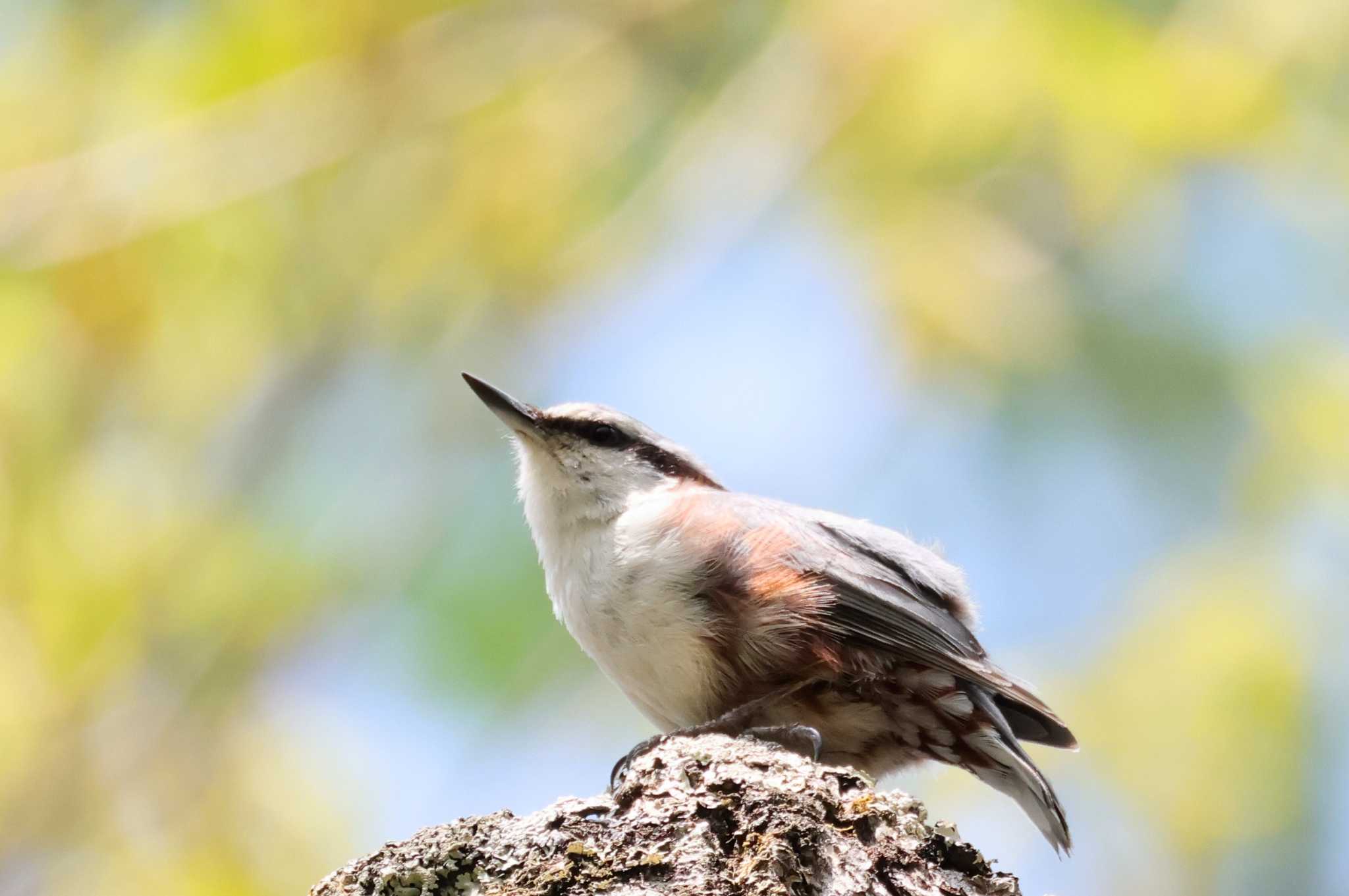 Eurasian Nuthatch