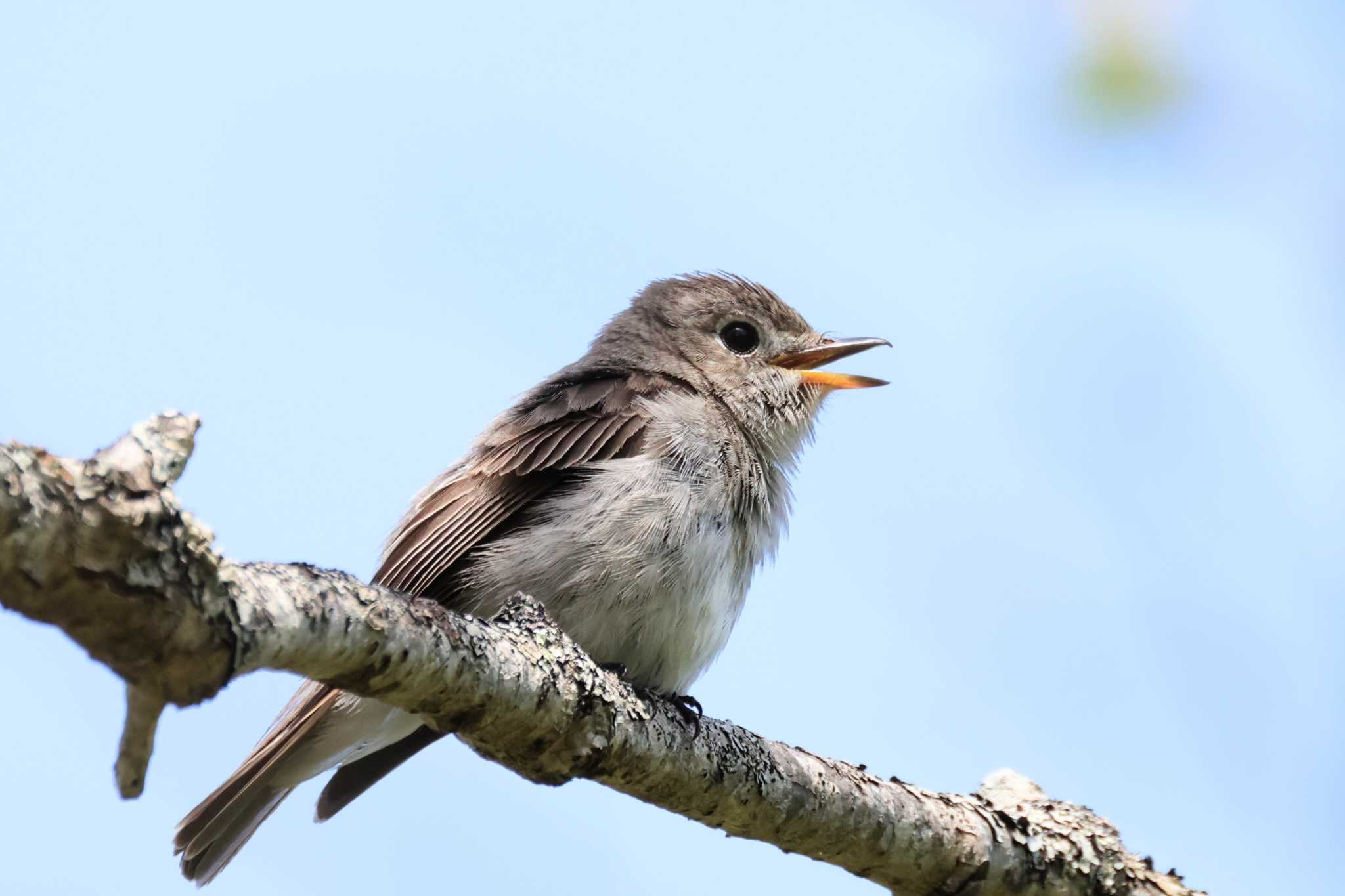 Asian Brown Flycatcher