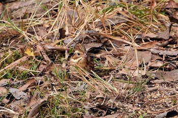 カシラダカ 大麻生野鳥の森公園 2019年1月6日(日)