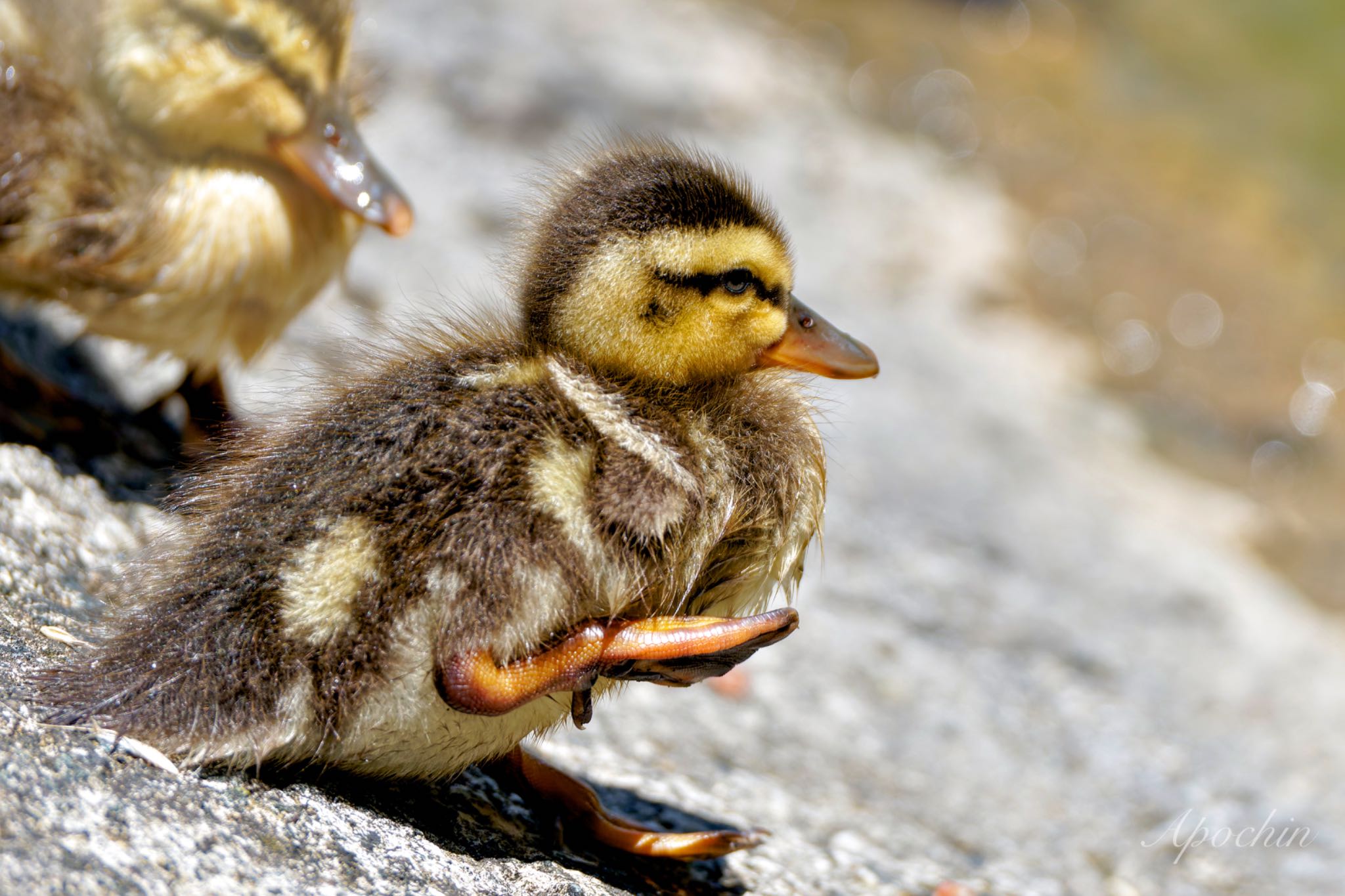 Eastern Spot-billed Duck