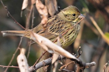 アオジ 大麻生野鳥の森公園 2019年1月6日(日)