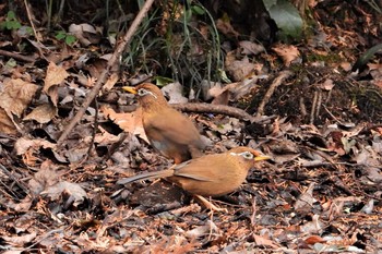 ガビチョウ 大麻生野鳥の森公園 2019年1月6日(日)