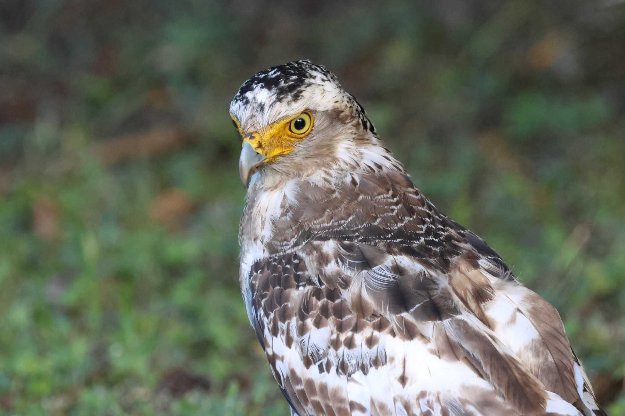 Crested Serpent Eagle