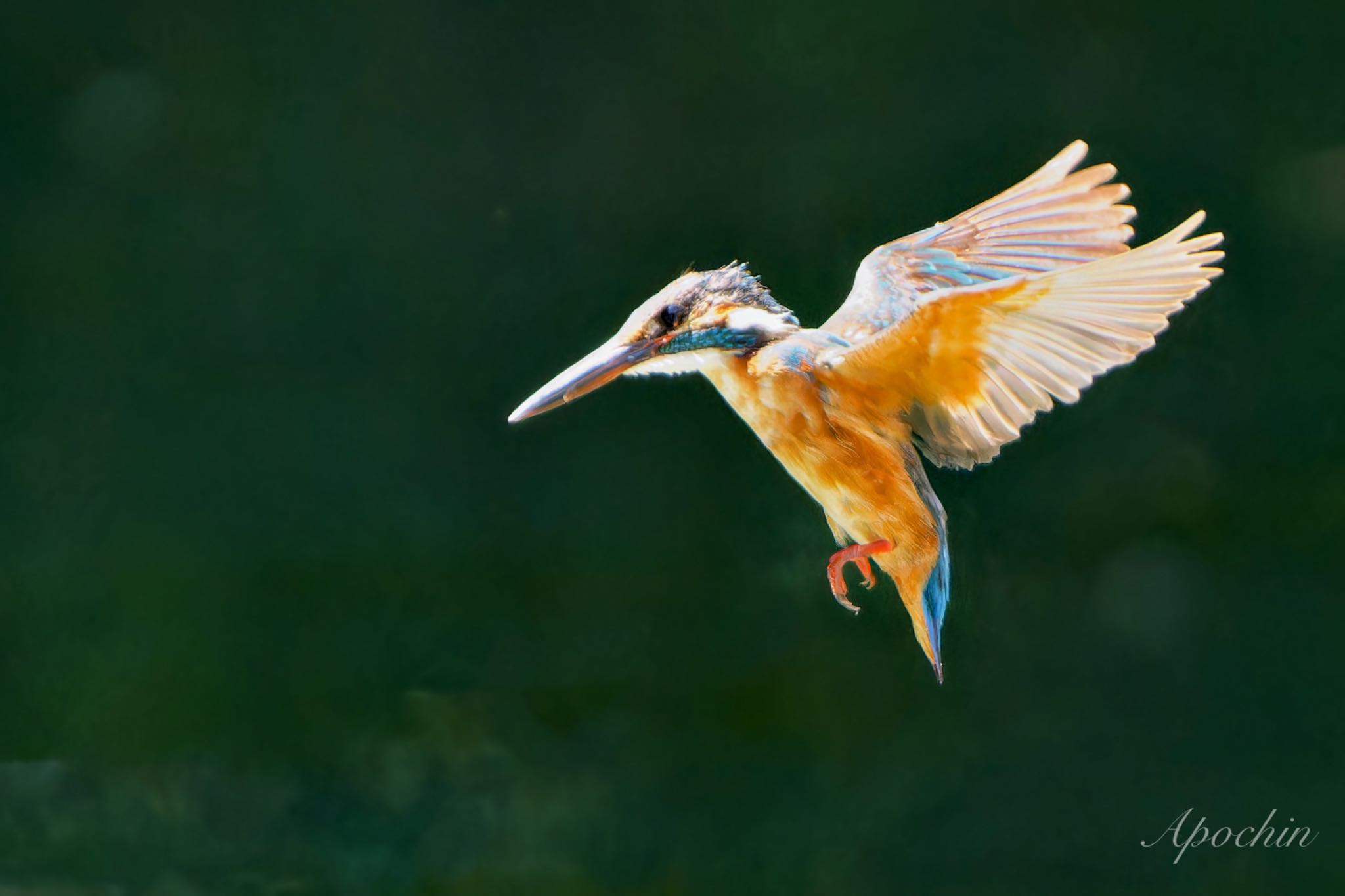 Common Kingfisher