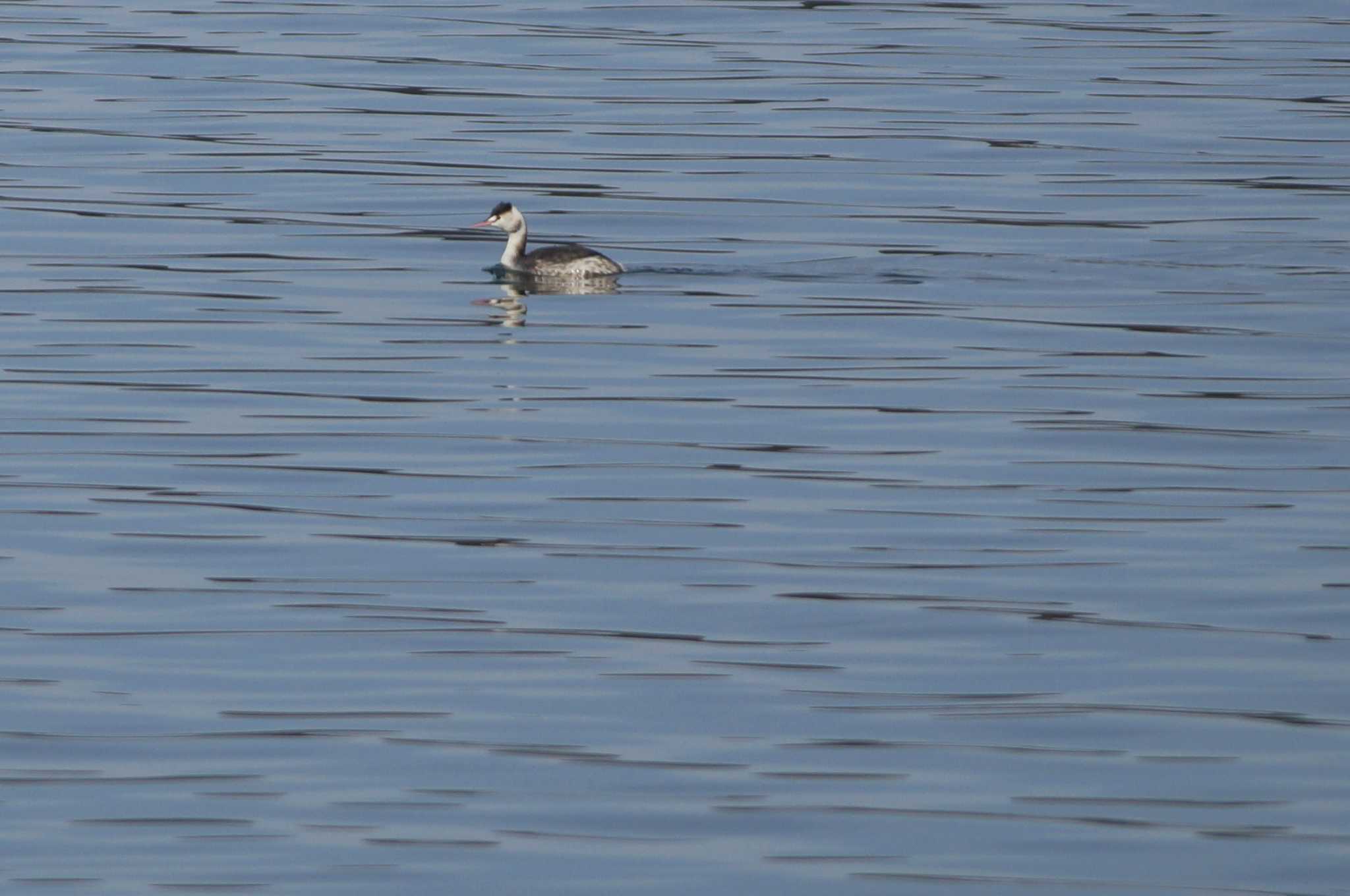 Great Crested Grebe