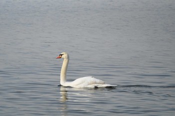 Mute Swan 涸沼 Sun, 1/6/2019