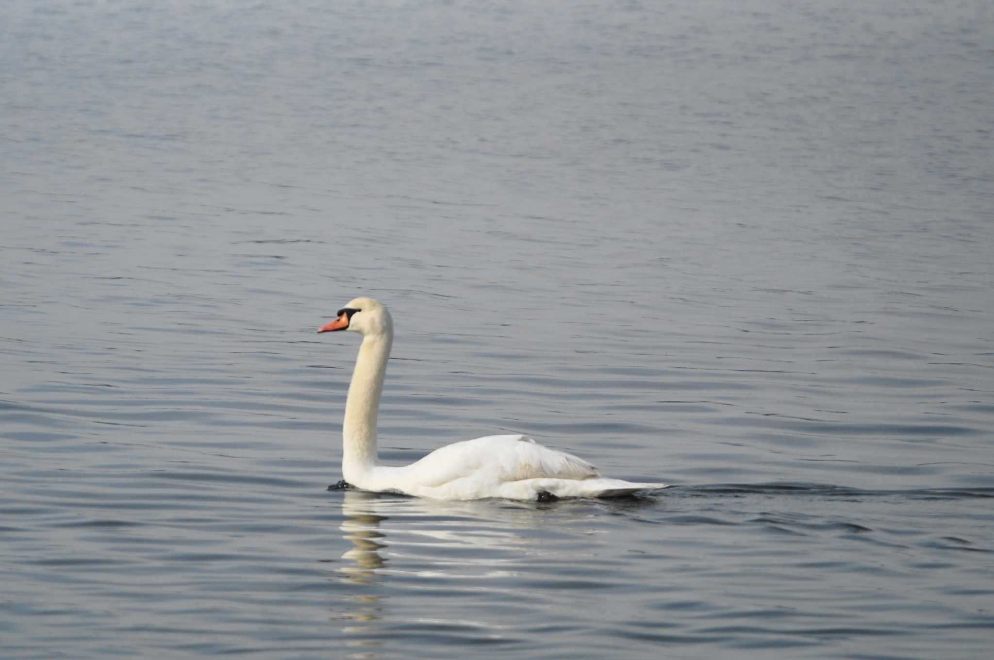 Mute Swan