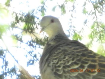 2024年6月17日(月) 白駒池の野鳥観察記録