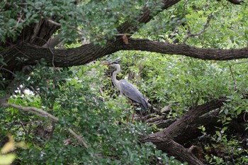 アオサギ 山田池公園 2024年6月17日(月)