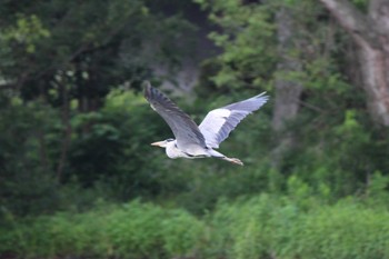 アオサギ 山田池公園 2024年6月17日(月)