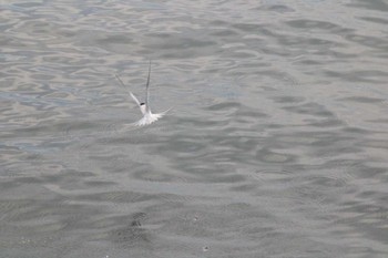 Little Tern 稲毛海浜公園 Tue, 5/14/2024