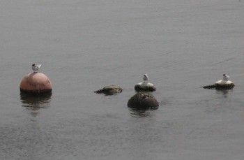 Little Tern 稲毛海浜公園 Tue, 5/14/2024